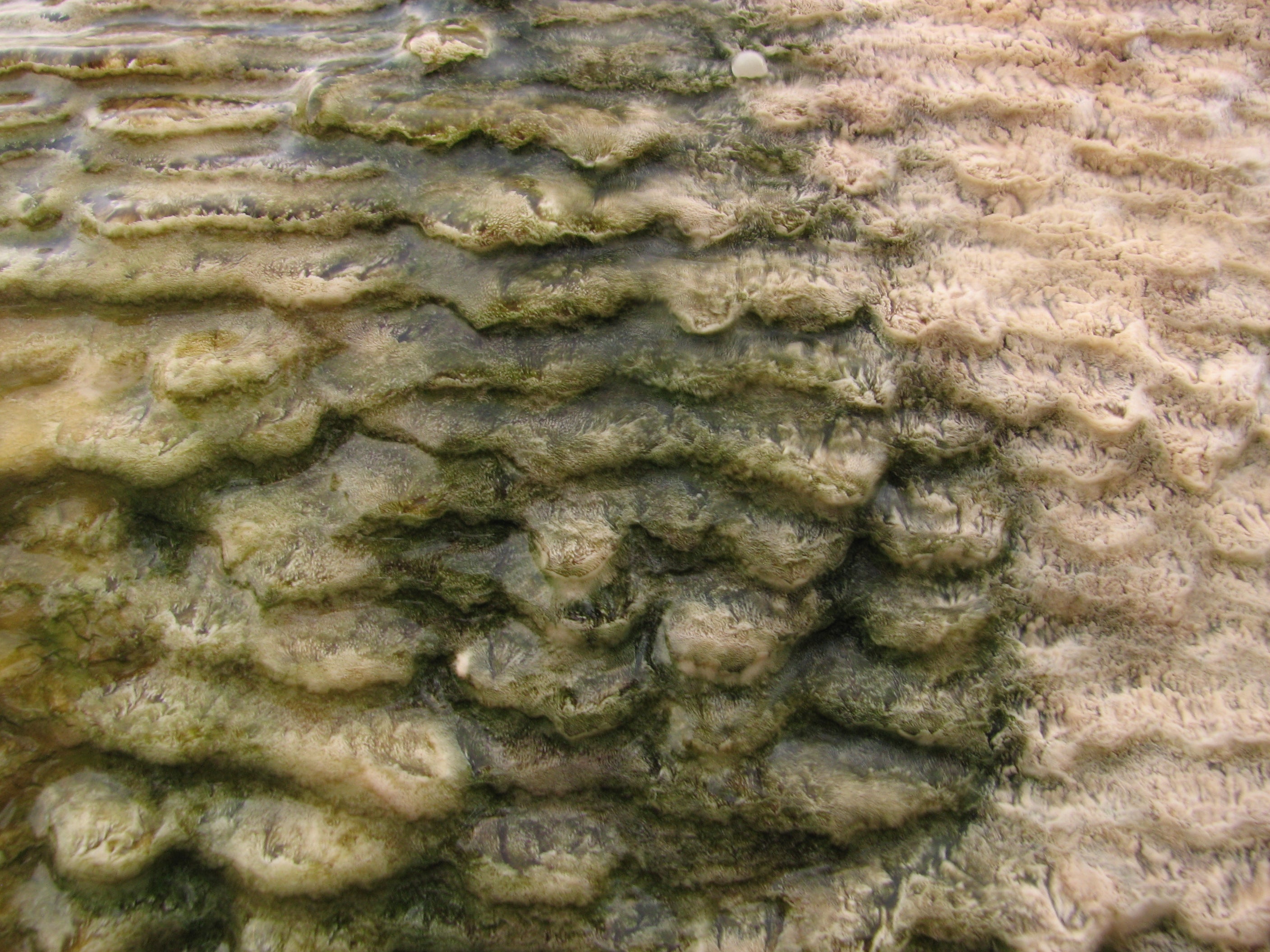 Orange Spring Mound Texture None