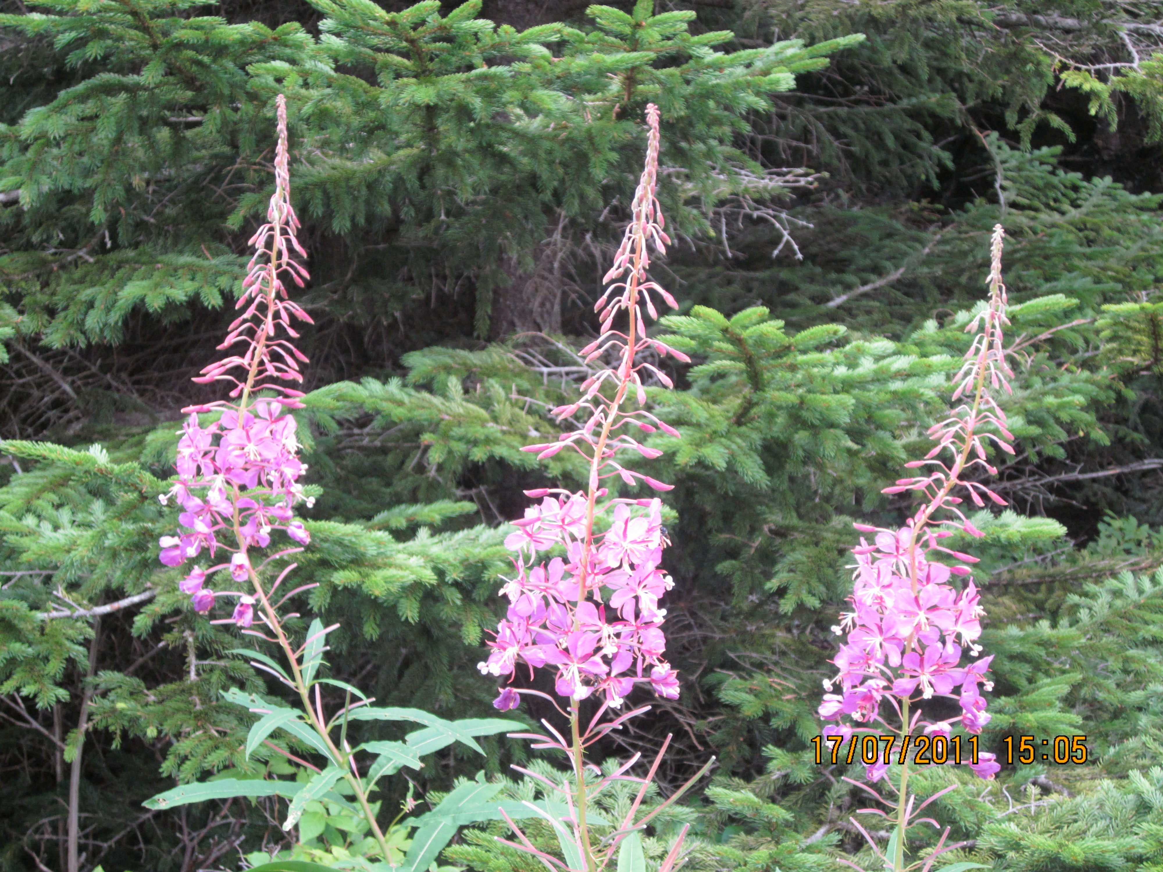 Ridge Flora None