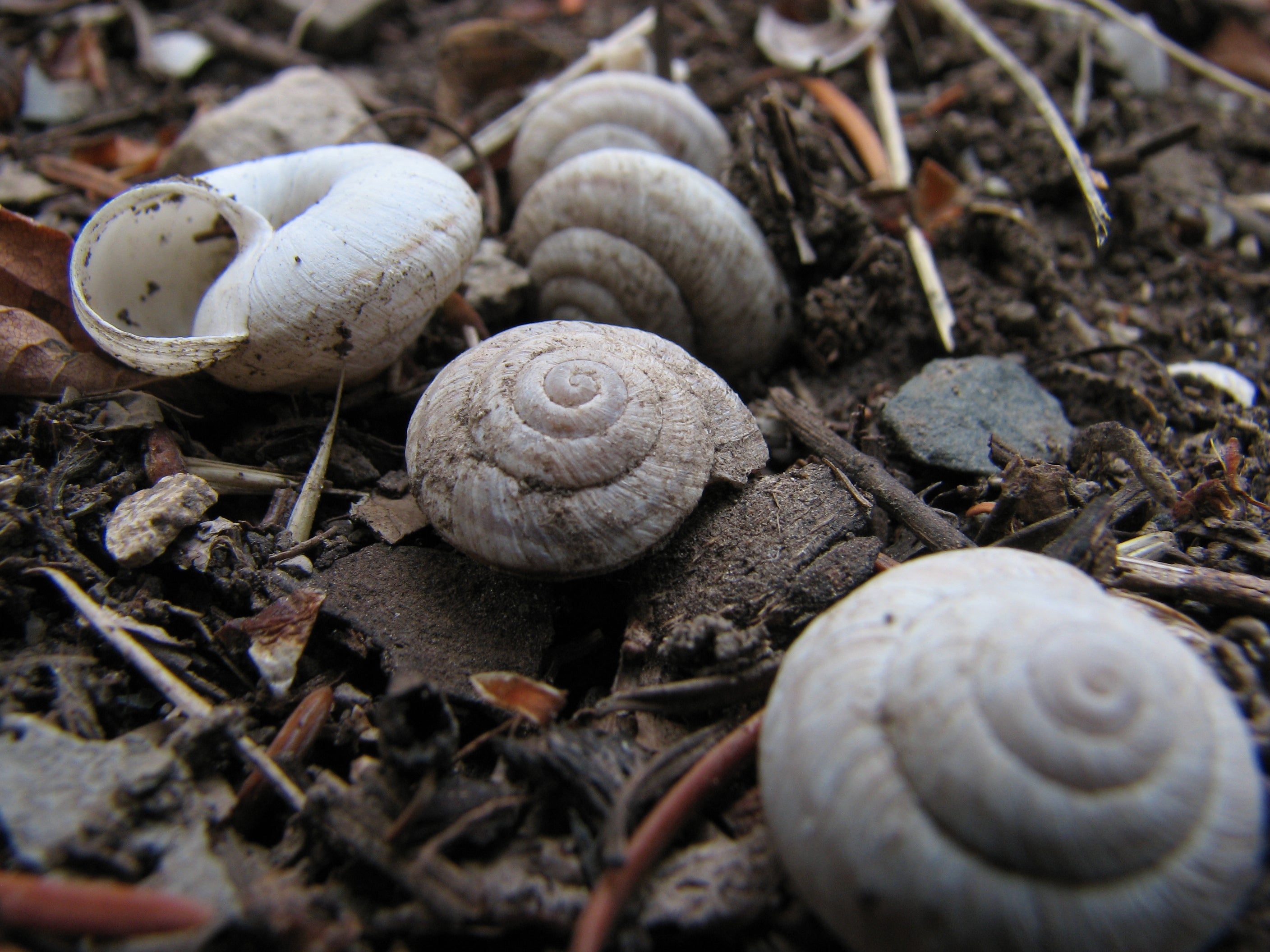 Shells None