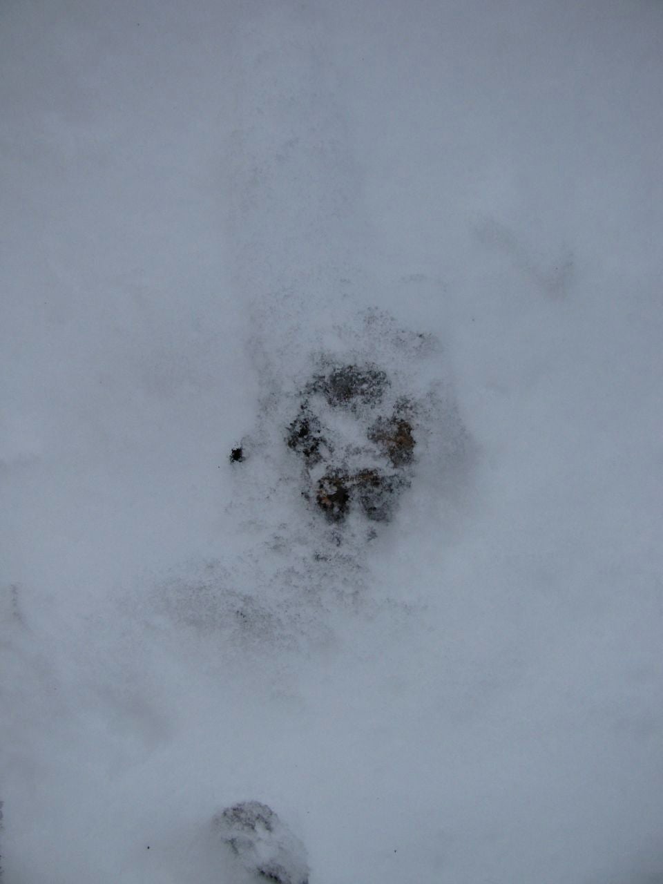 Snowy Tracks None