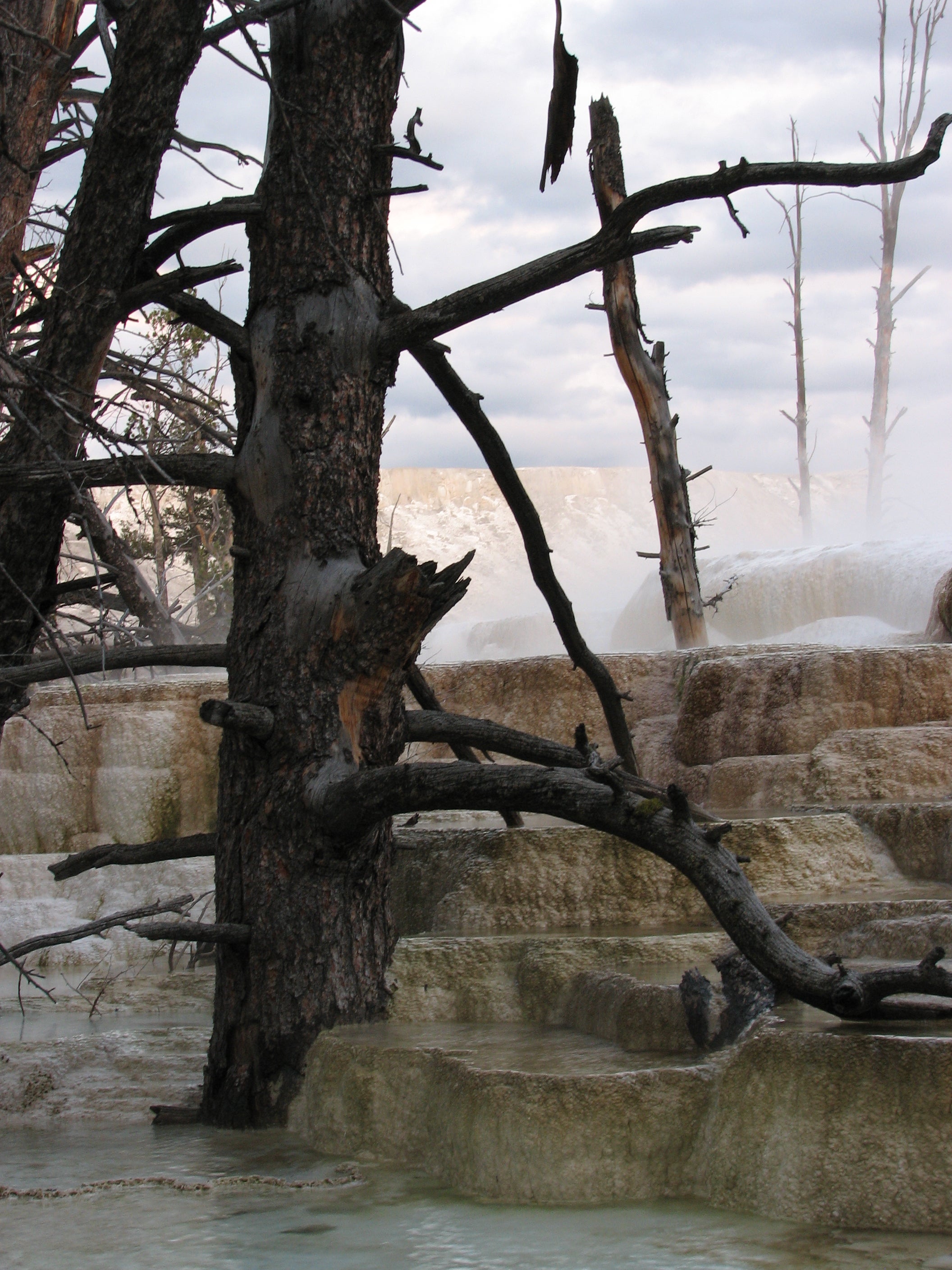 Submerged Trees: Narrow Gauge Terrace None