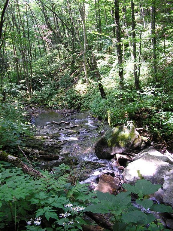 Sweat Heifer Creek None