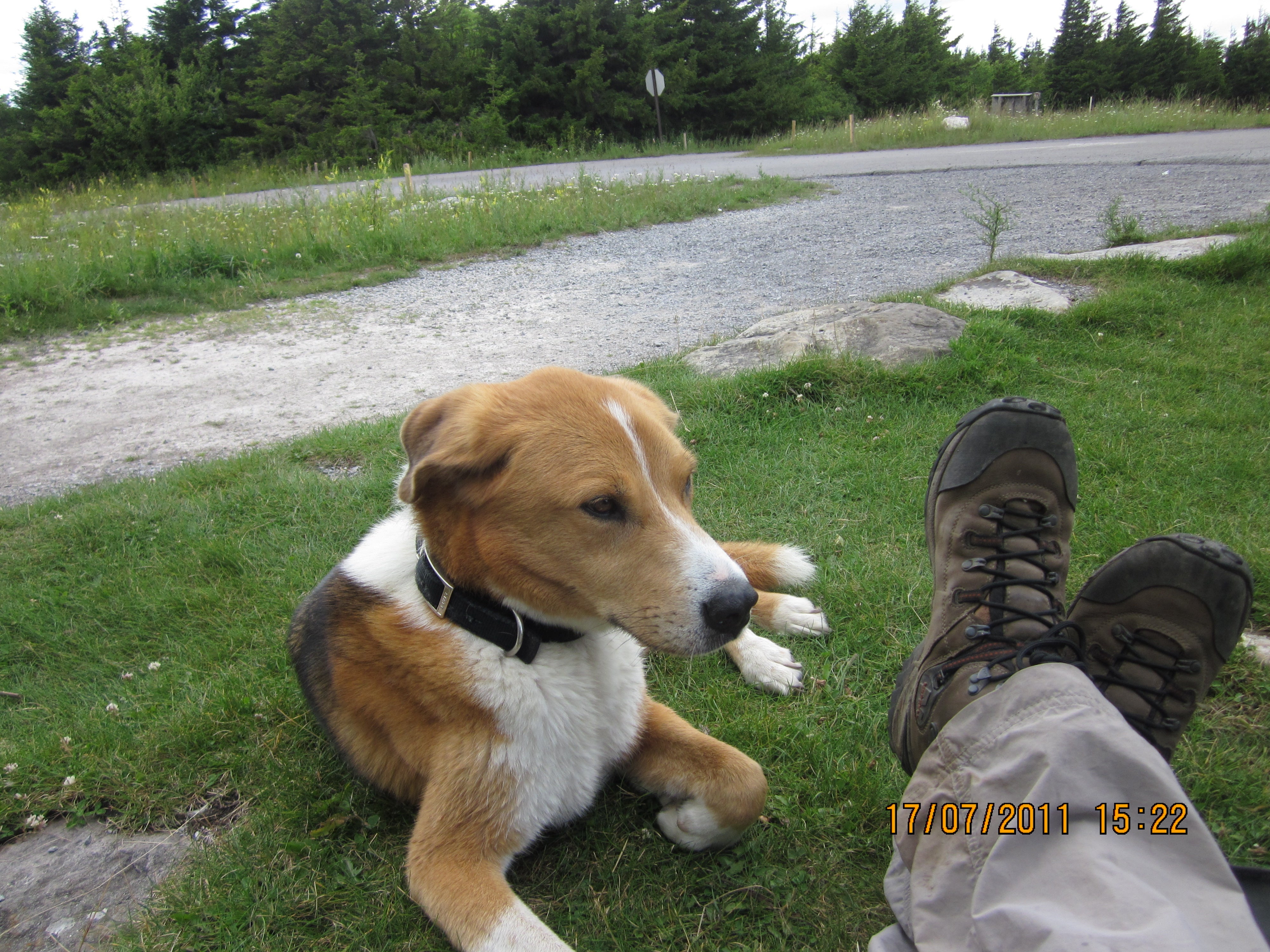 Tired Dogs None