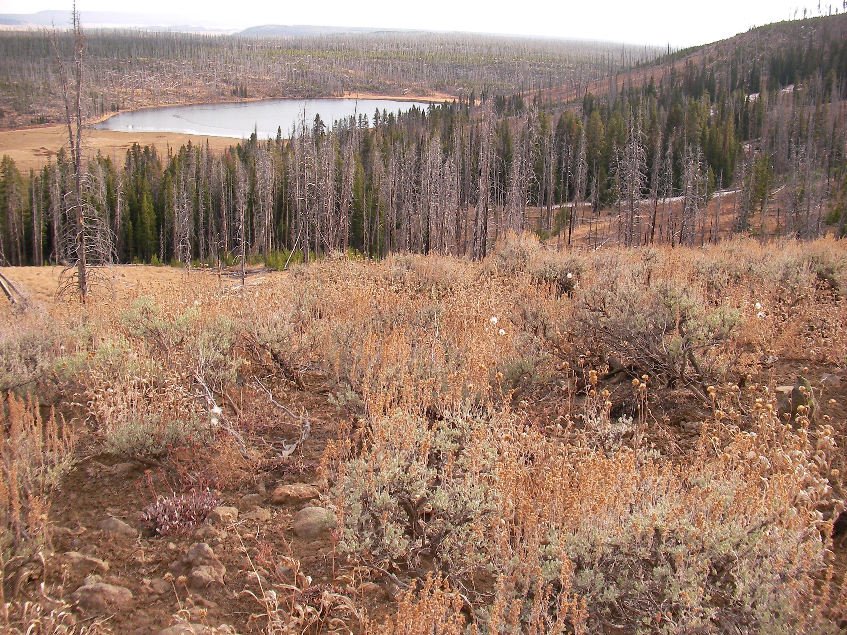 Trail Views None