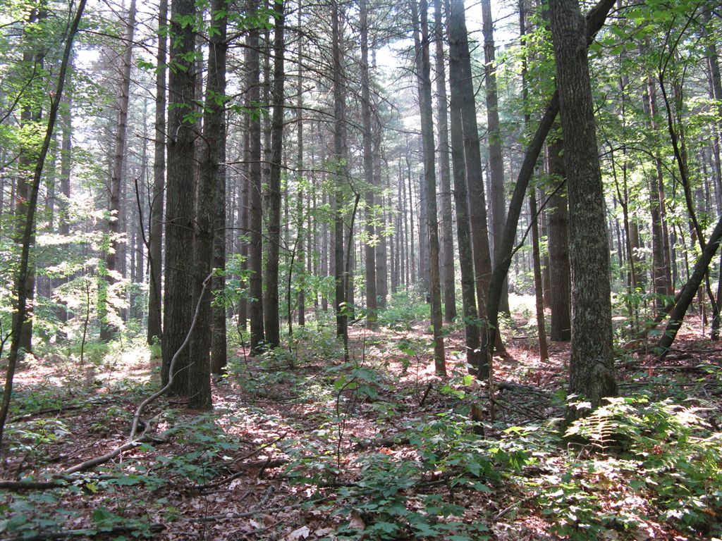 White Pine Plantation None