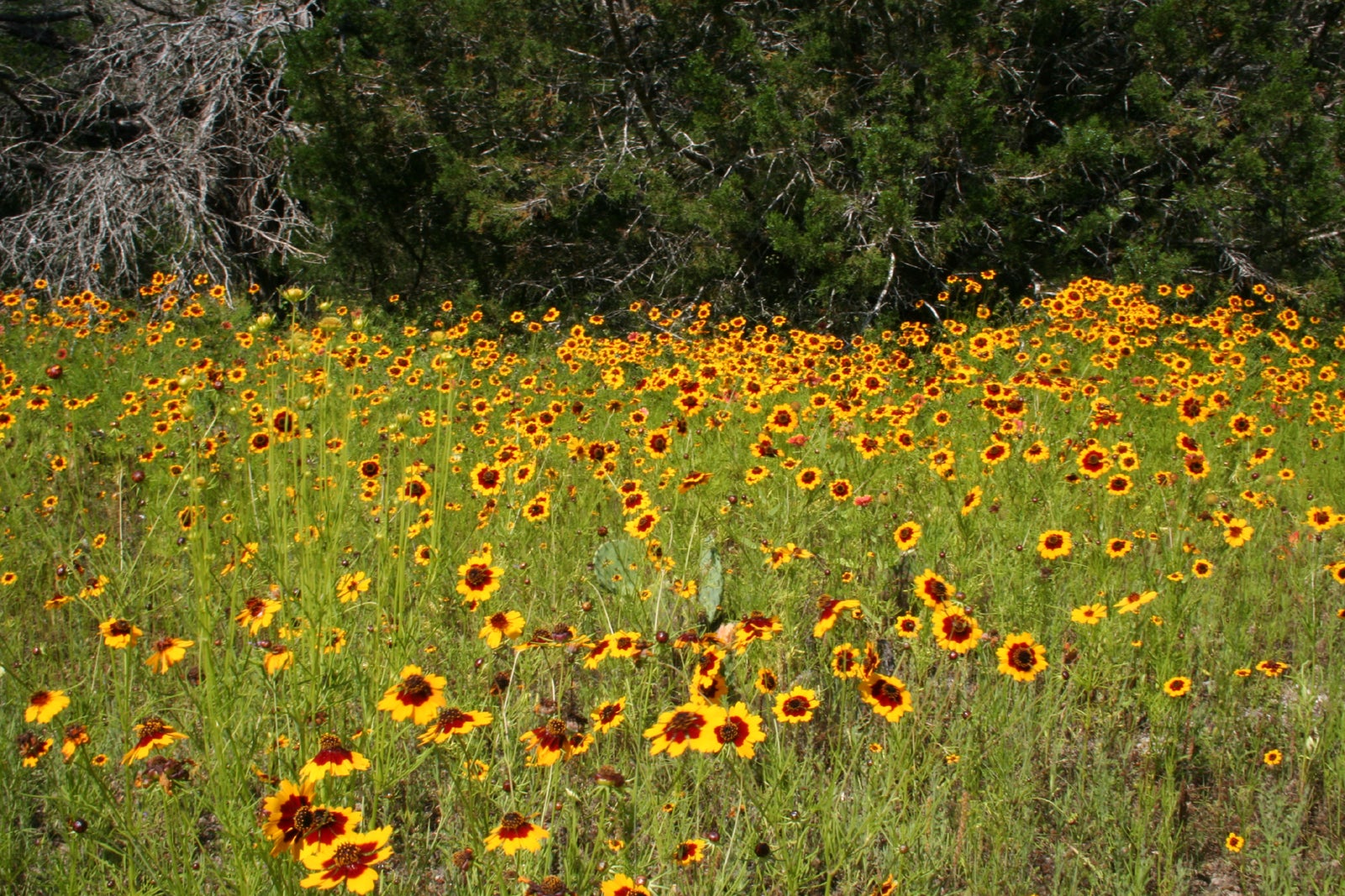 Wildflowers None