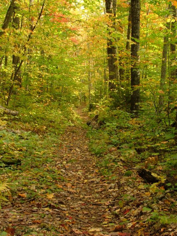 Woods None