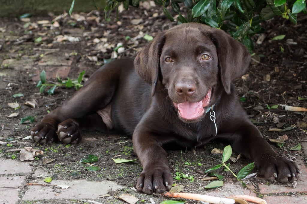 The 10 Best Outdoor Dog Breeds