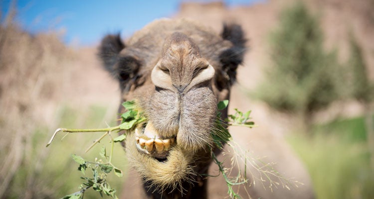 Hungry Camel Jordan camel chewing plants by Will Rochfort