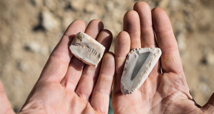 Marine Fossils jordan marine fossils Andrew Bydlon
