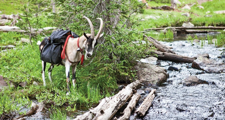 stolen goat climb and conquer tights