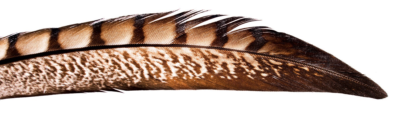 BP0315SURV_Bydlon_Feather_6273_1400x400 None