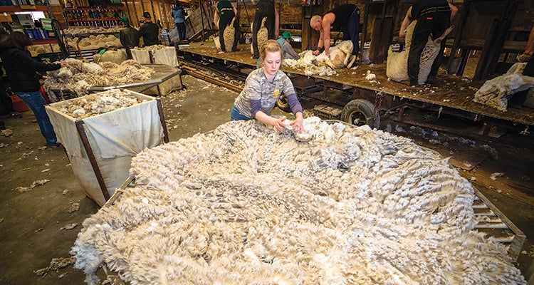 Made in America: Duckworth Made in America: Wool for Duckworth apparel is sheared and sorted in Dillon, Montana.