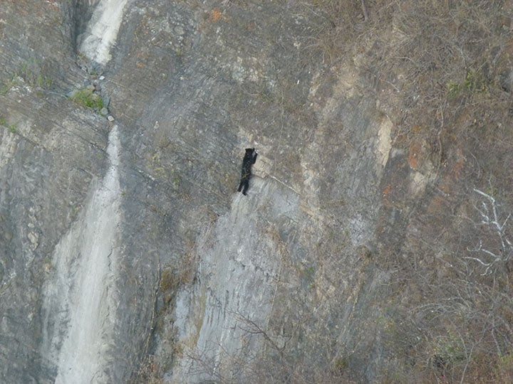 Andean Bear One of the most stunning things I have ever witnessed. This is a rare Andean or spectacled bear in Peru. We were there filming them for our…