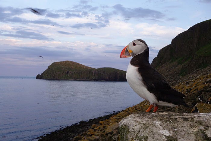 Atlantic Puffin An Atlantic puffin in the Scottish Hebrides. I fell in love with these beautiful creatures during this shoot. The stats are mind blowing, including…