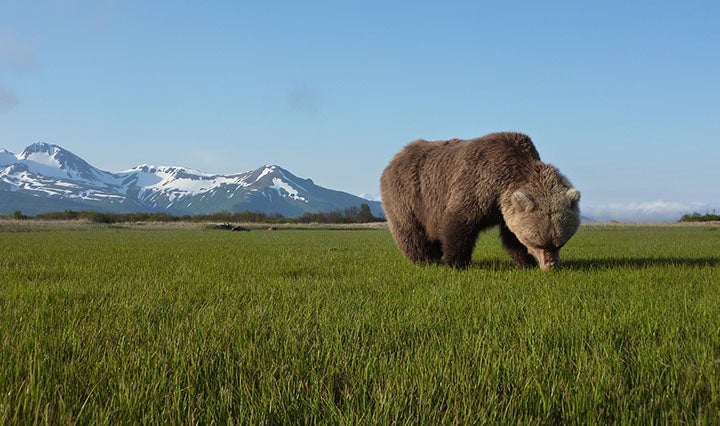 Bear Grazing A grazing brown bear on the Alaska Peninsula - a place about the size of England that is home to around 9000 of them! It's probably my favorite place…