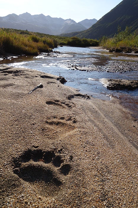Brown Bear Tracks Brown bear tracks on the Alaska Peninsula. My heart skips a beat every time I see a track - I'm not sure why, but I'm always as excited to see bear…