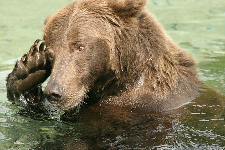 Brown Bear A brown bear takes care of an itch is a crystal clear pool while fishing for silver salmon on the Alaska coast. This diet lets them pack on about a…