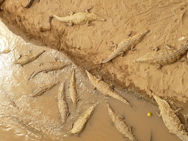 Crocodiles Crocodiles gather on a riverbank in Costa Rica. We were on our way to film leaf-cutter ants for our Animal Homes series when we encountered them.…