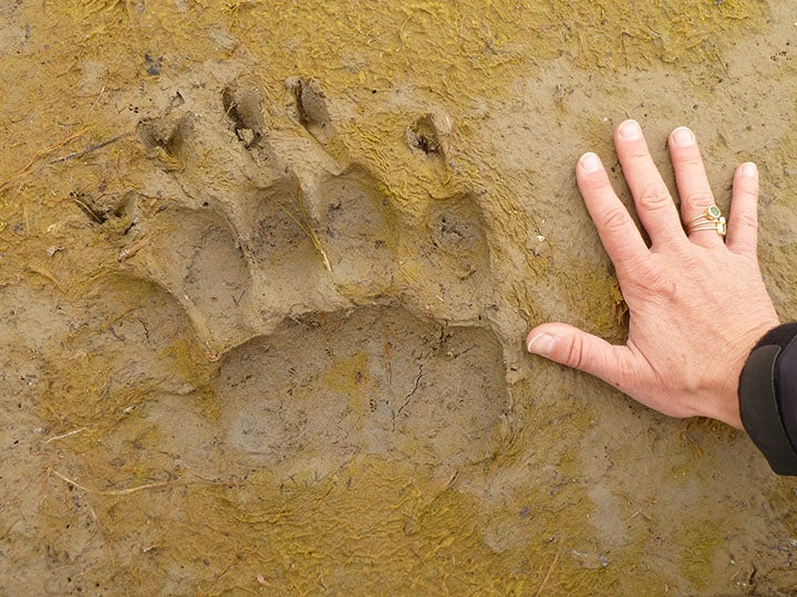 Giant Brown Bear Track The giant track of a large male brown bear - like us, 5 toes, but unlike us, the largest toe is on the outside. The claws show very clearly in the…