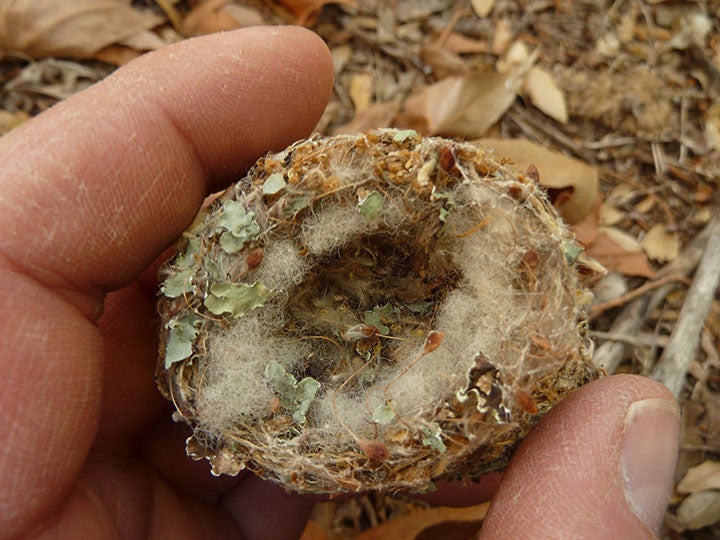 Hummingbird Nest A tiny hummingbird nest in Arizona. I found this one on the ground as we were filming hummingbirds for our 'Animal Homes' series. My index finger…