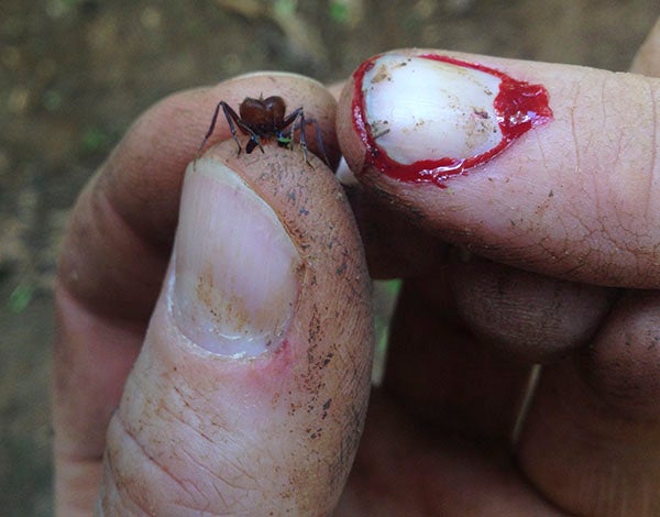 Leaf Cutter Ant Bite The only bite I acquired while filming 'Animal Homes' was from a leaf-cutter ant in Costa Rica. And even this one doesn't really count as it was…