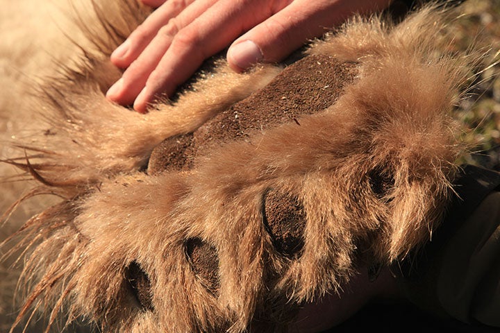 Polar Bear Paw The non-slip surface of a tranquilized polar bear paw. One of many adaptations for life on the ice. I took this one while taking various biometrics…