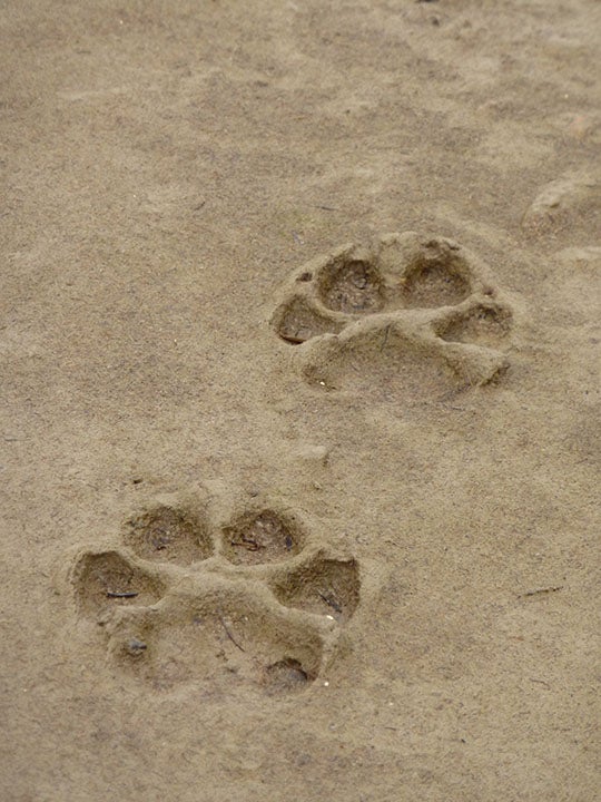 Wolf Tracks Perfect wolf tracks cross the silty sand on an estuary of the Alaska Peninsula. Like a dog track, but as wide as a large man's fist. I've watched…