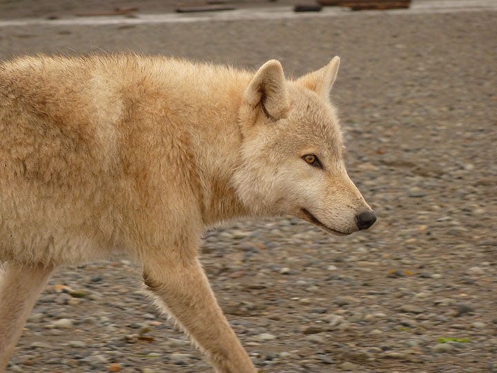 Wolf This wolf trotted right upto a small group of us on the Alaska coast. He was about 7 feet away when I snapped this. I could stare into the eyes of a…