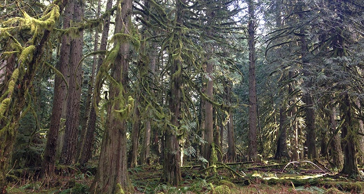 Deep Woods hike here, drink this