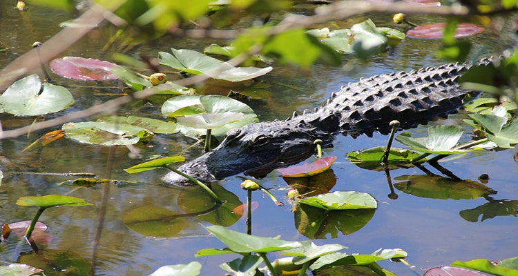 Everglades National Park, FL national parks your kids will love