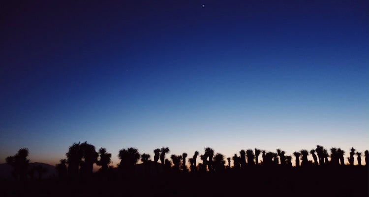 Joshua Trees at Night Joshua Trees at Night
