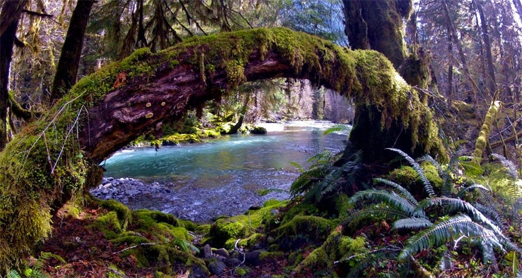 Olympic National Park, WA national parks your kids will love