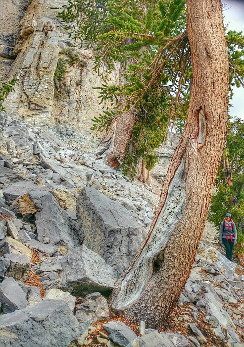 Bristlecone Forest Bristlecone Forest