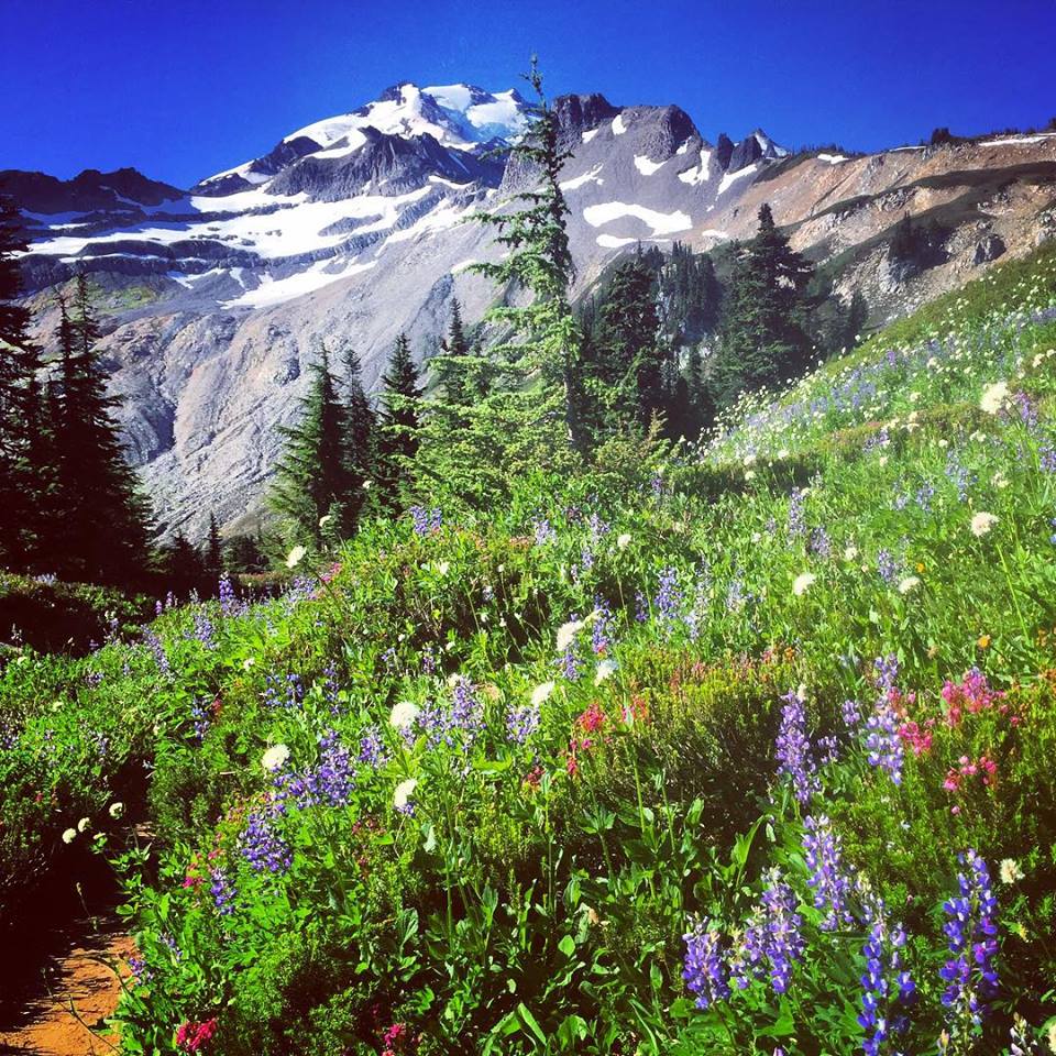 Glacier Peak and alpine flora Glacier Peak and alpine flora