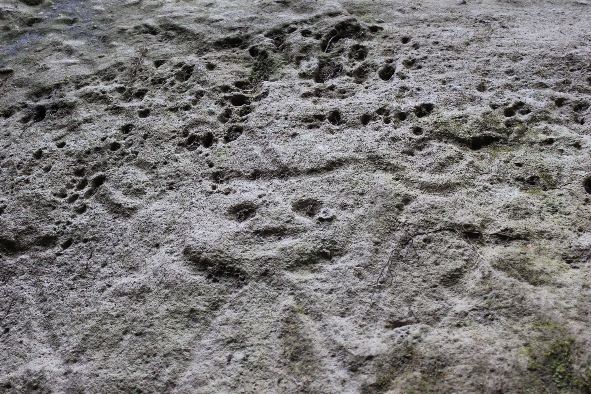 13441665_260001317699991_1819879461_o montserrat petroglyphs