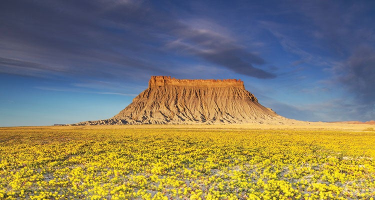 bp1016skill_photosch_desertflws_gn shoot like a pro