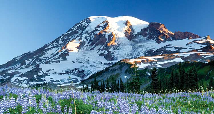 0317feat_firsts_rainiertandem75277910 View in August for blooming lupine. Photo by Stephen Matera/ Tandemstock.com