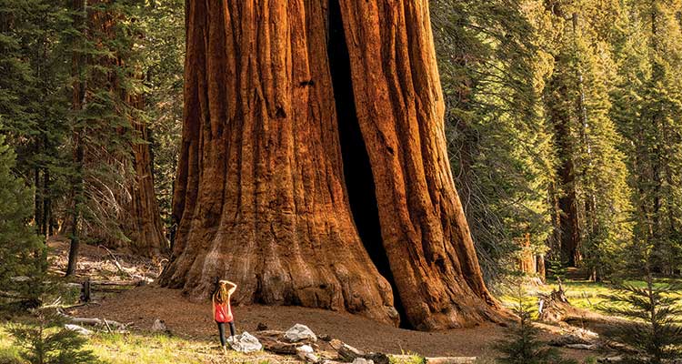 0317feat_firsts_sequoiaksteryous_gn Sequoias aren't just tall. Some are more than 3,000 years old. Photo by Kenton Steryous