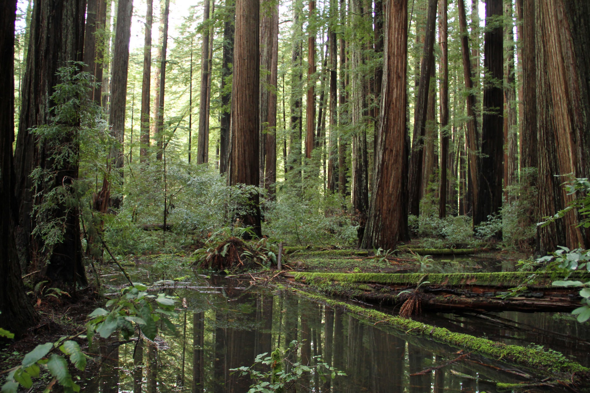 33395680052_8230b2d154_k prairie creek redwoods