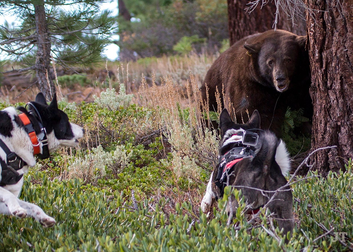 CreditJohnTHumphrey3 karelian bear dog