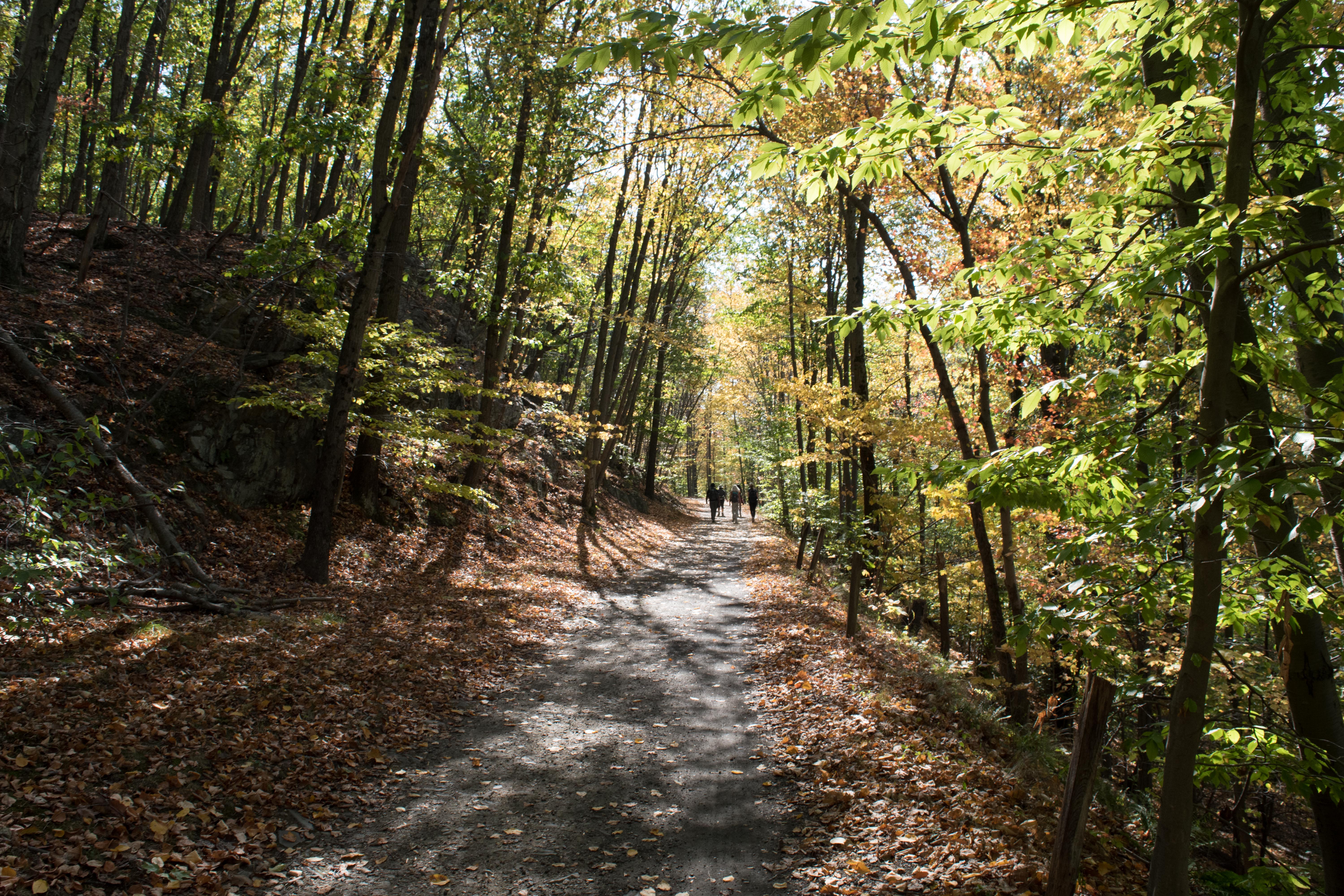 Croton 3 None