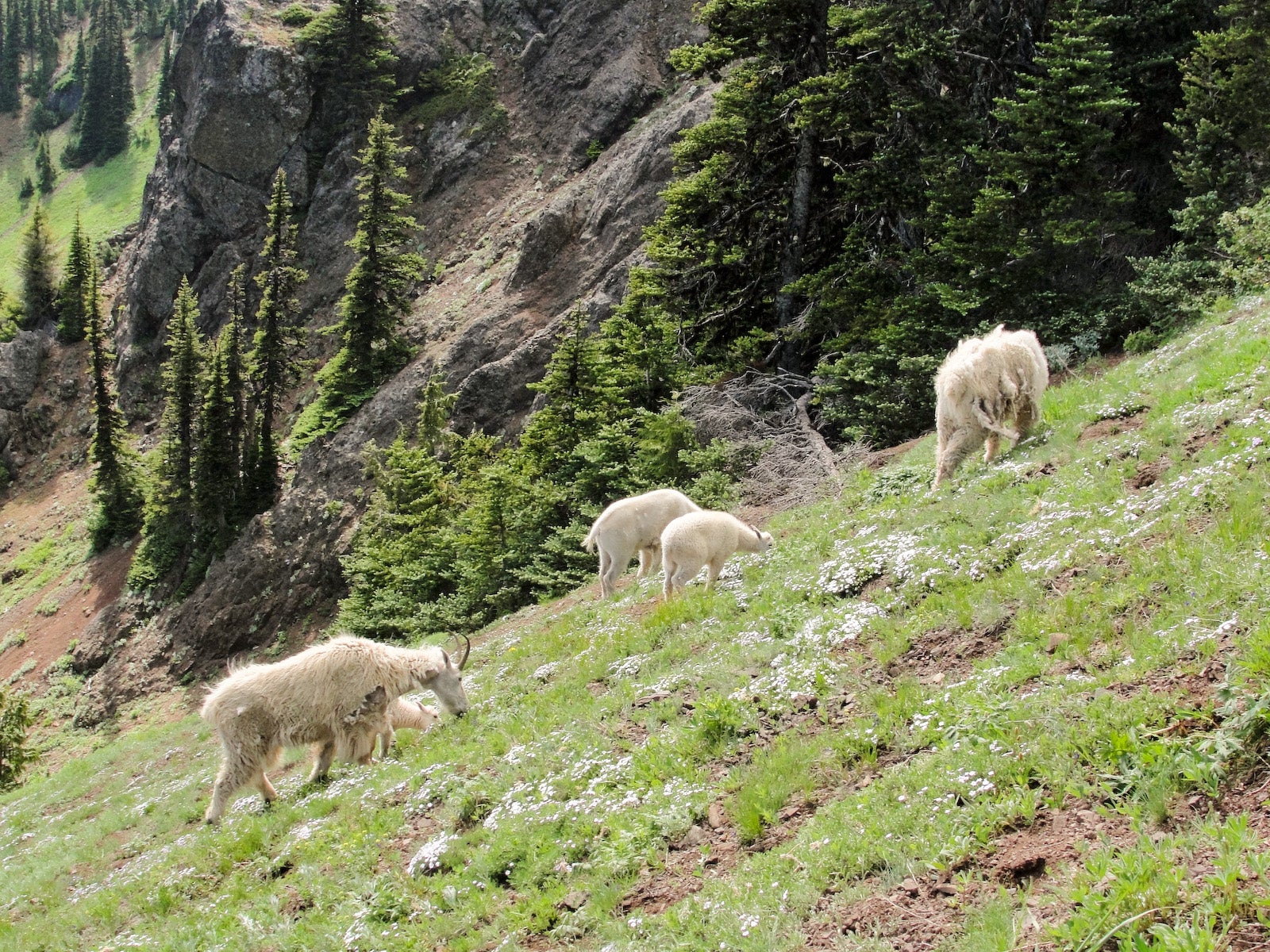 Olympic National Park Plans to Pack Up its Mountain Goats