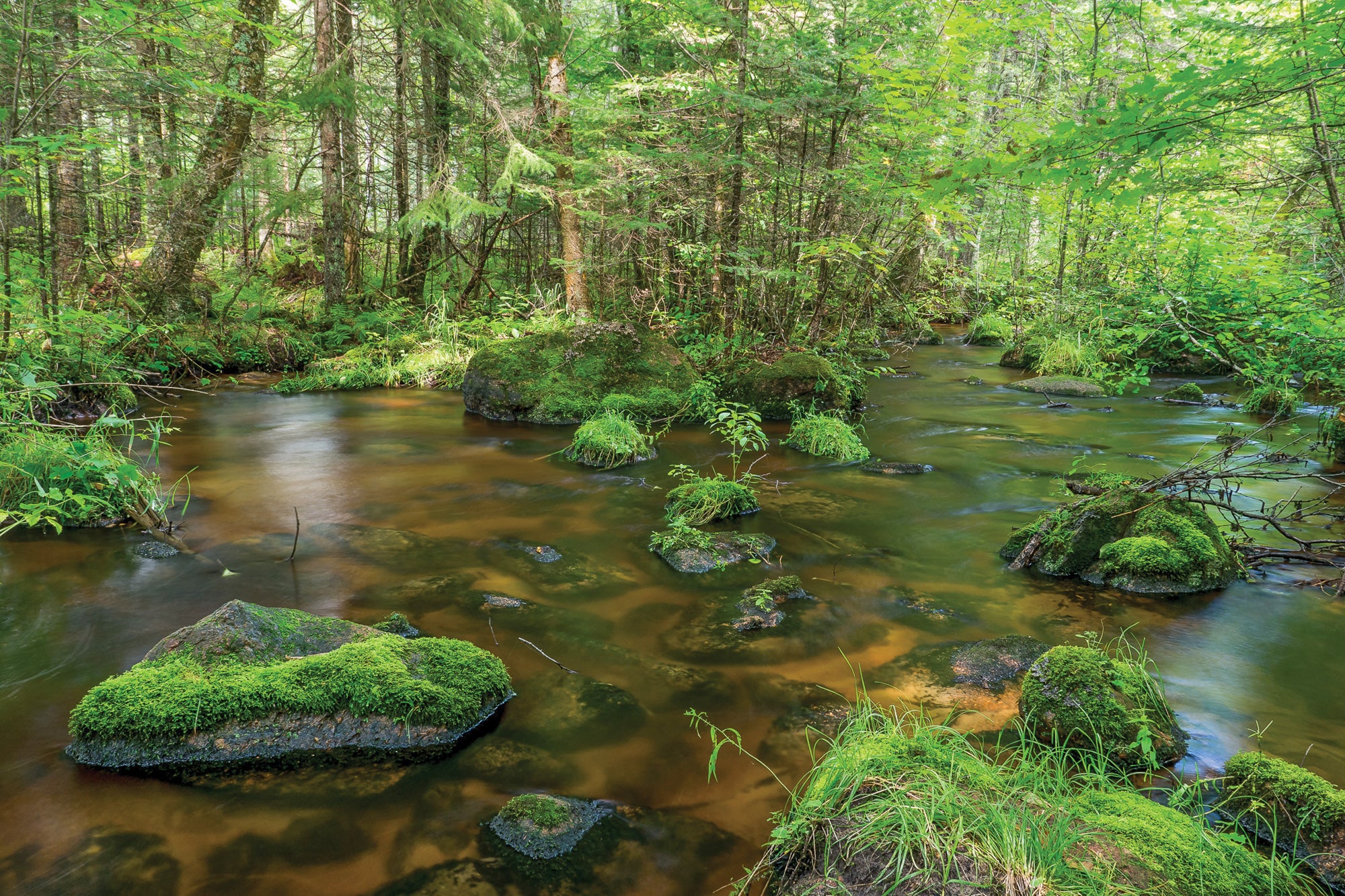 BP0618FEAT_NST_PLOVER_KSmith2016P1170173 The Plover River twists beneath a canopy of hardwoods.