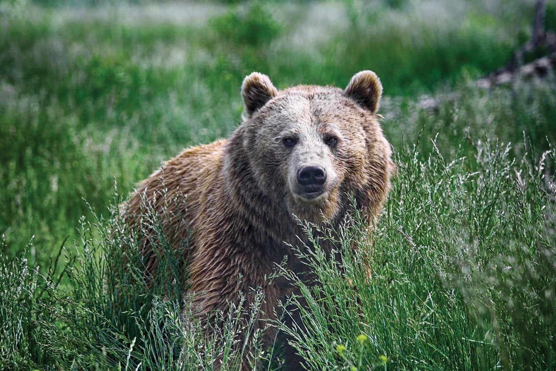 bear_-national_parks Grizzly Bear