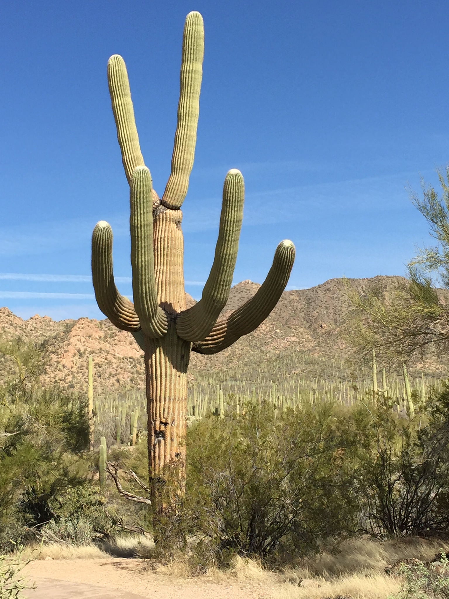 saguaro np None