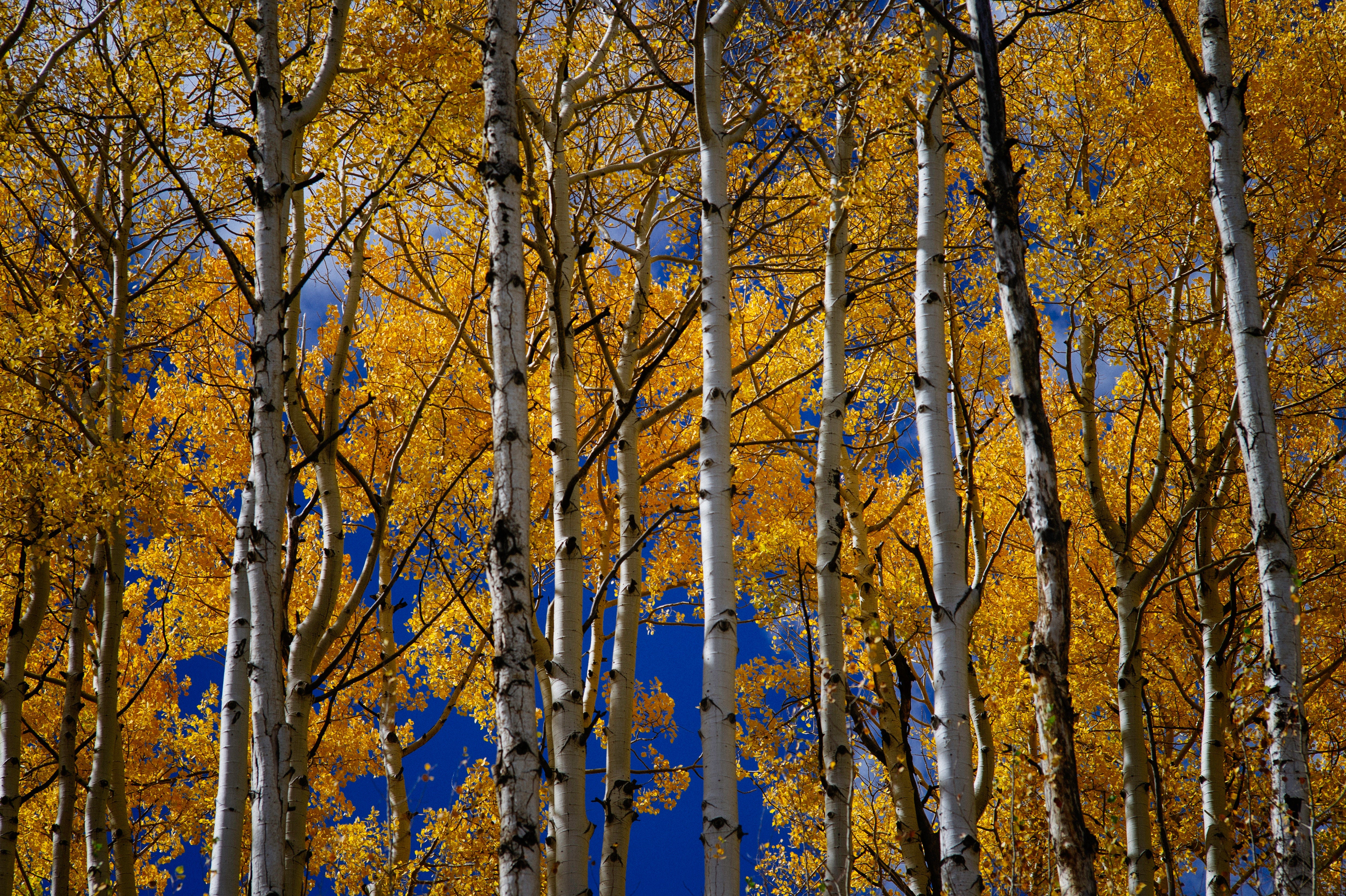 Durango, wandern Sie den Colorado Trail