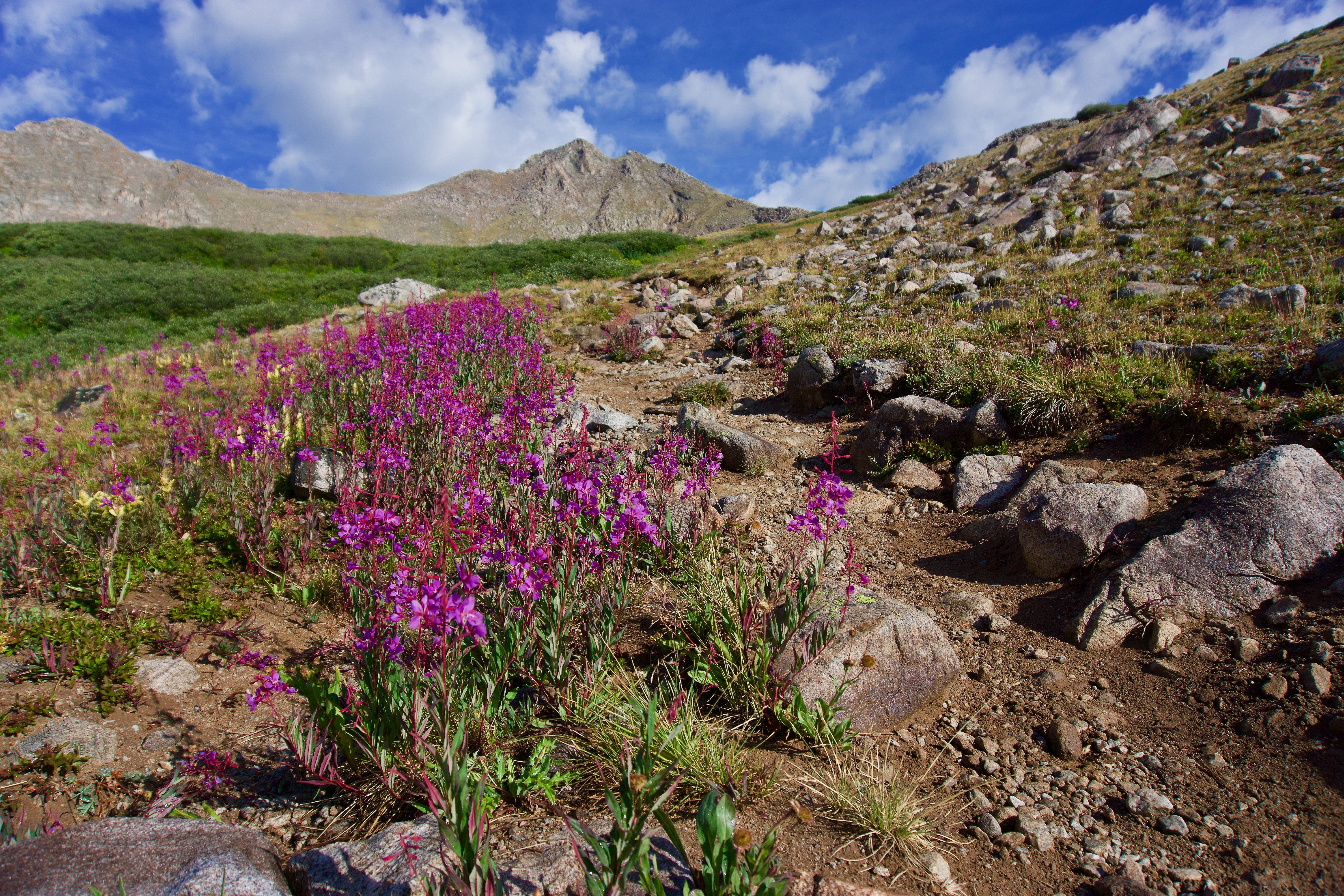 Mount Harvard, Wanderung auf dem Colorado Trail