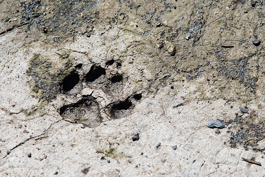 Coyote_Track_(22334866620) Coyote Track