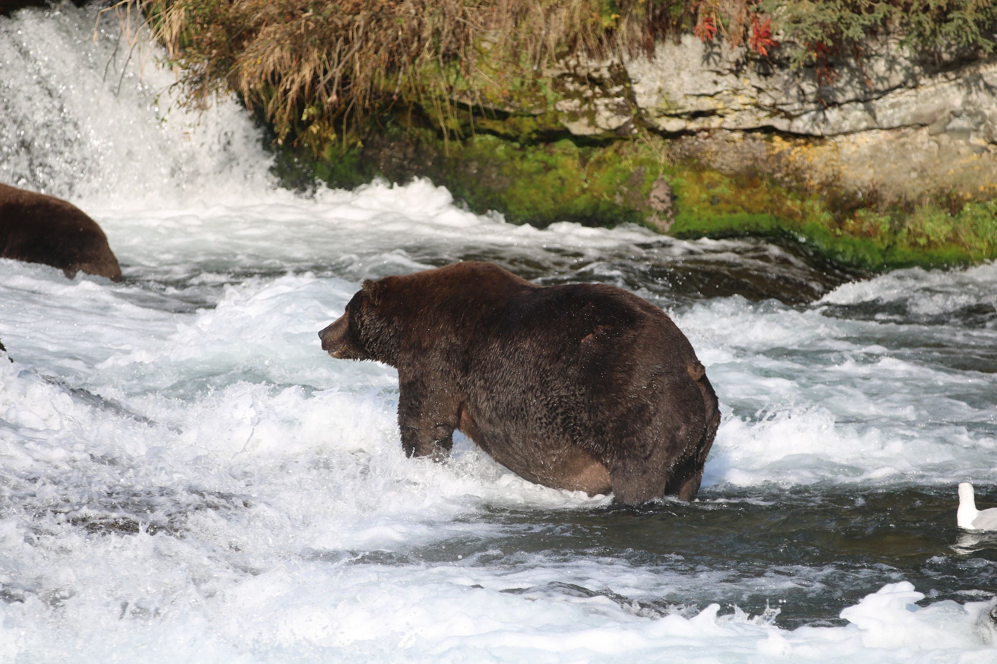 31225275918_ed62e08be8_k katmai bear